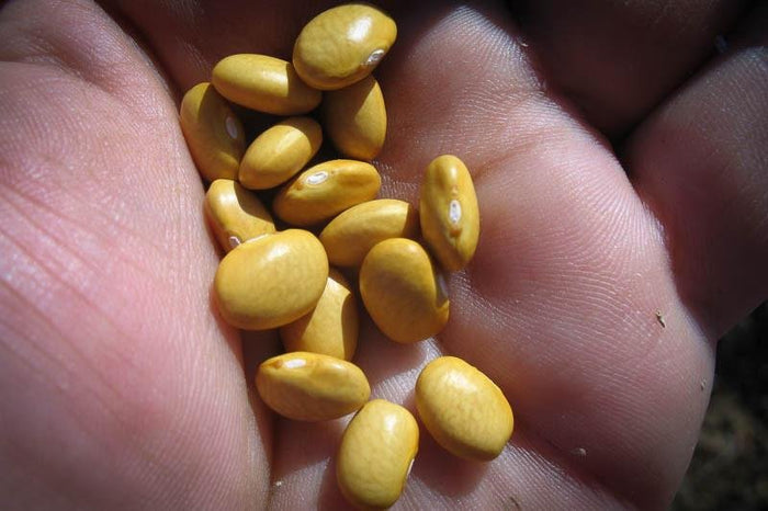 Buckeye Bean - Rancho Gordo