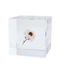 Chamomile Sunray Sola Cube