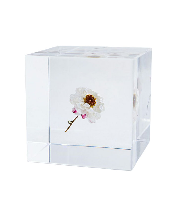 Chamomile Sunray Sola Cube