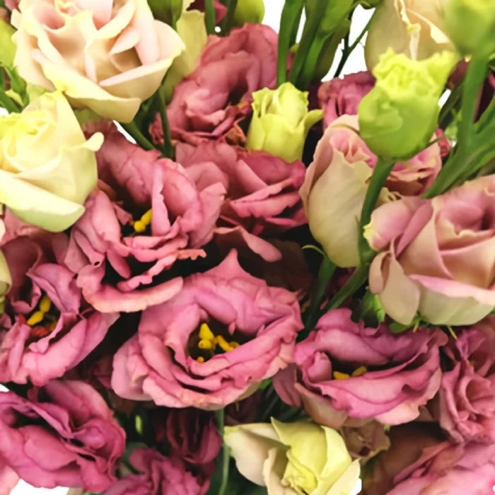 Dusty Rose Lisianthus Wholesale Flower Vase - Image