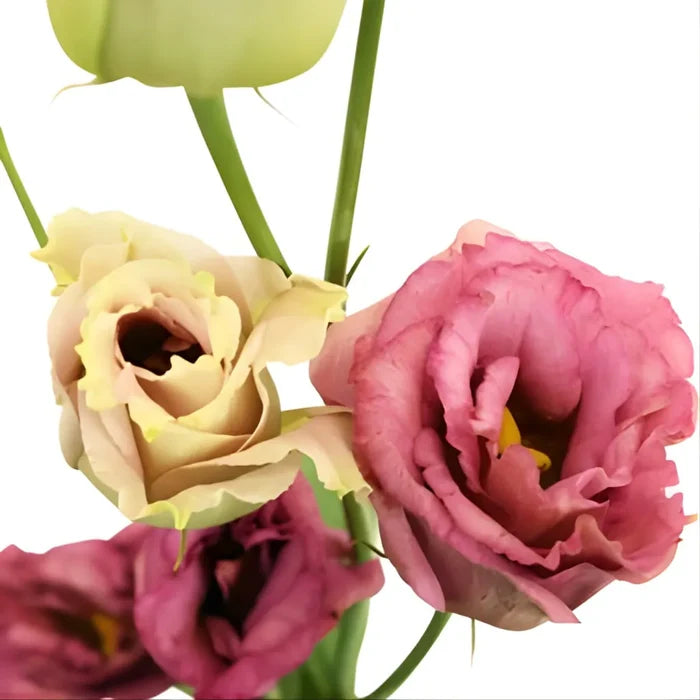 Dusty Rose Lisianthus Wholesale Flower
