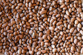 Eye of the Goat (Ojo de Cabra) Bean - Rancho Gordo