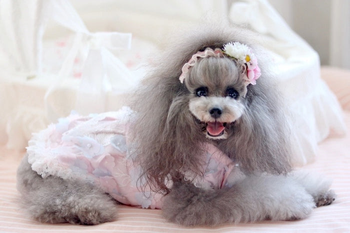 'Fairies Love Lace Too!'  Doggie Dress