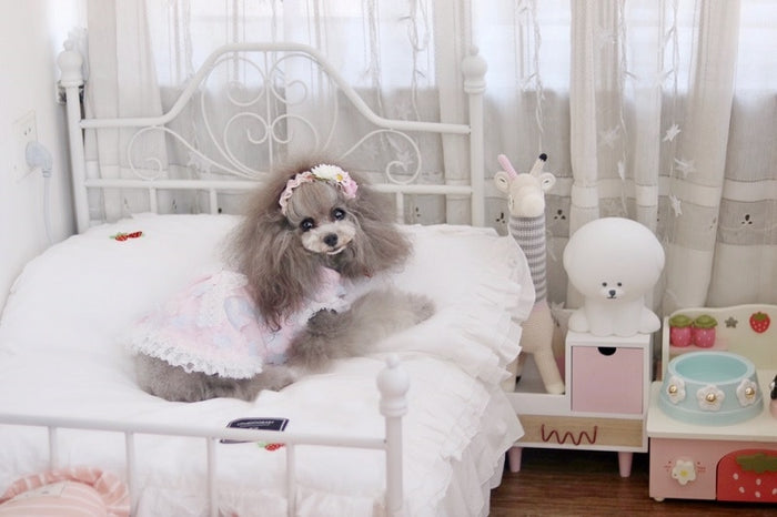 'Fairies Love Lace Too!'  Doggie Dress