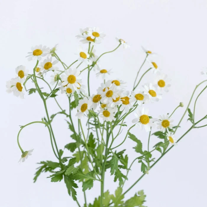 Feverfew Daisy Wholesale Cut Flower Stem - Image
