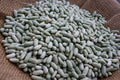 Flageolet Bean - Rancho Gordo