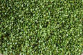 Green Split Pea - Rancho Gordo