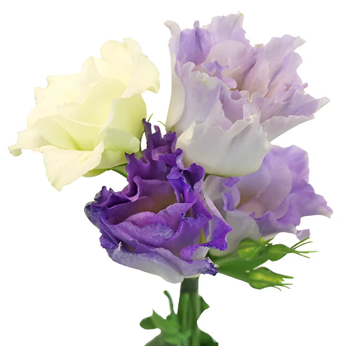 Hues of Lavender Lisianthus Flower