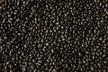 Negro de Suelo Bean - Rancho Gordo
