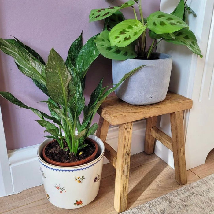 Old Barn Milking Stool - 20cm -
