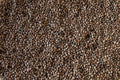 Pardina Lentil - Rancho Gordo