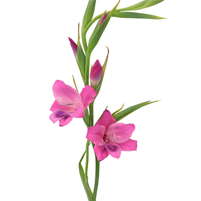 Pink Splash Mini Gladiolus Flowers