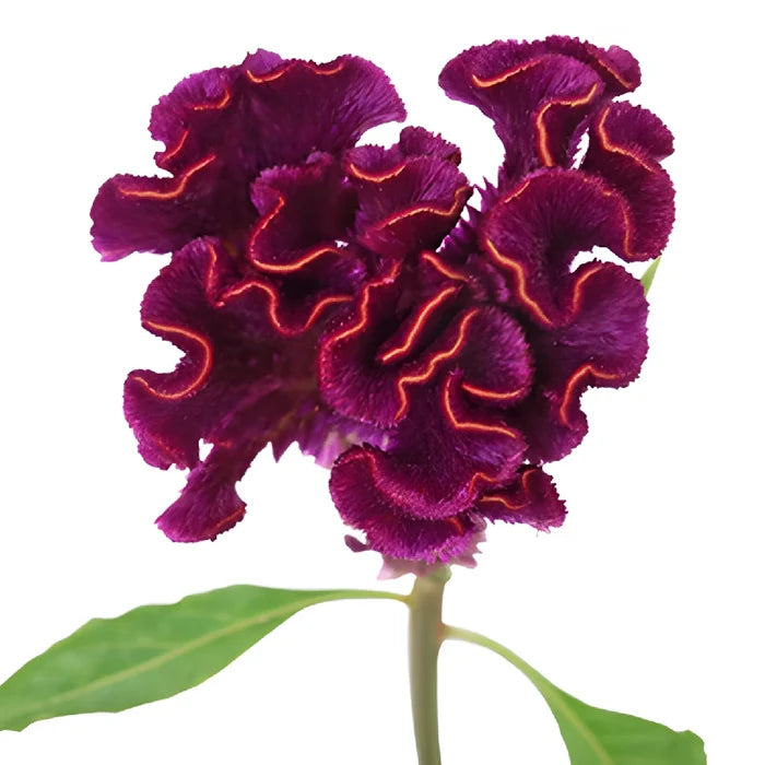Purple Velvet Cockscomb Celosia Flowers
