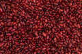 Rojo de Suelo Bean - Rancho Gordo