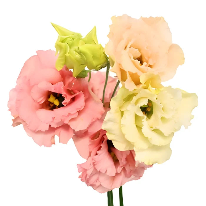 Strawberry Milkshake Lisianthus Flowers- Image