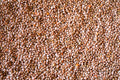 Sunrise Lentil - Rancho Gordo