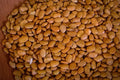 Tepary Bean (Brown Tepary) - Rancho Gordo
