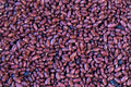 Tuscan Red Bean - Rancho Gordo