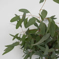 Willow Fresh Eucalyptus Greenery Close Up - Image